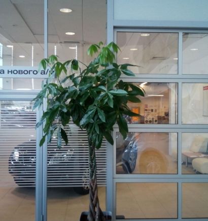 СТЕКЛЯННЫЕ ПЕРЕГОРОДКИ В ОФИС